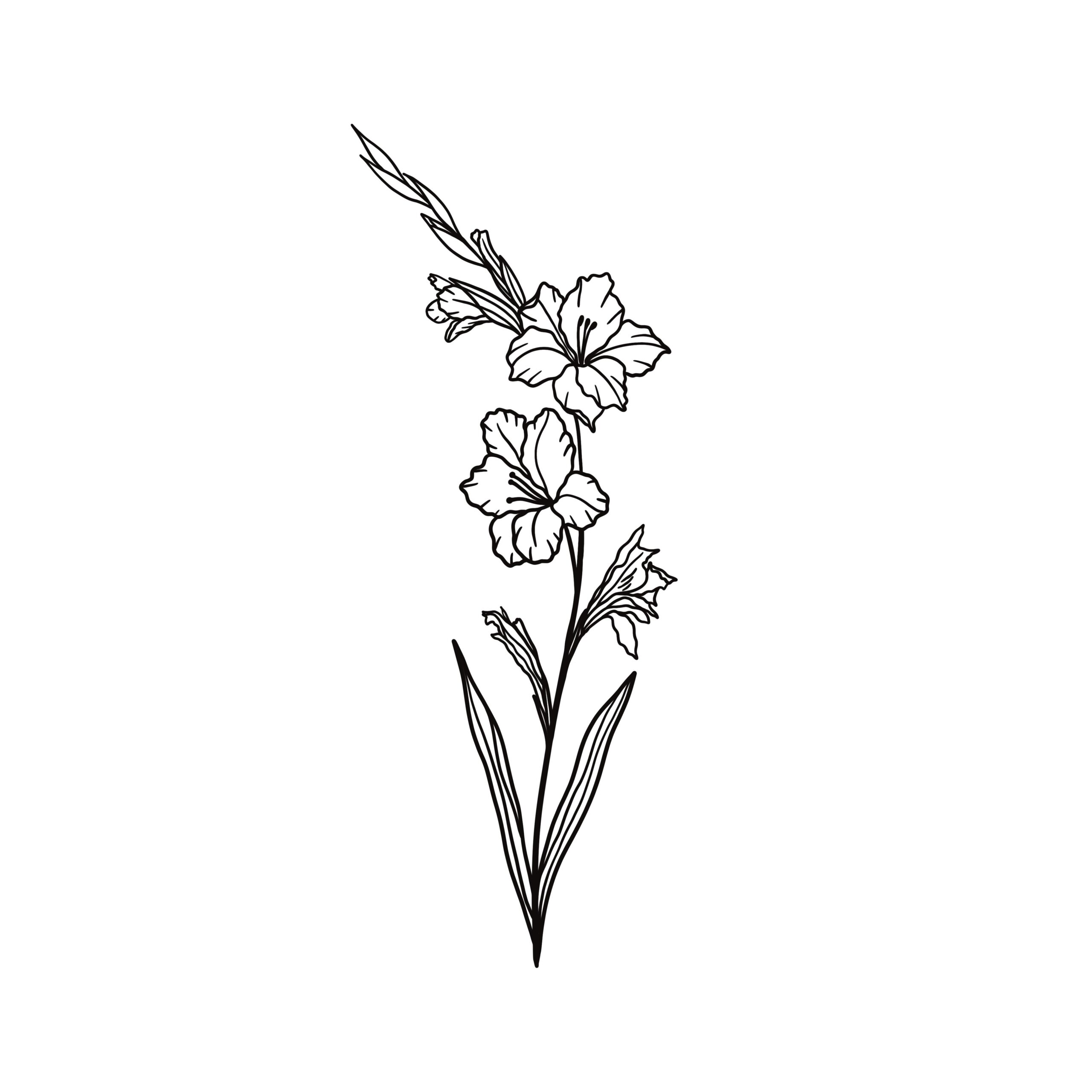 Gladiolus