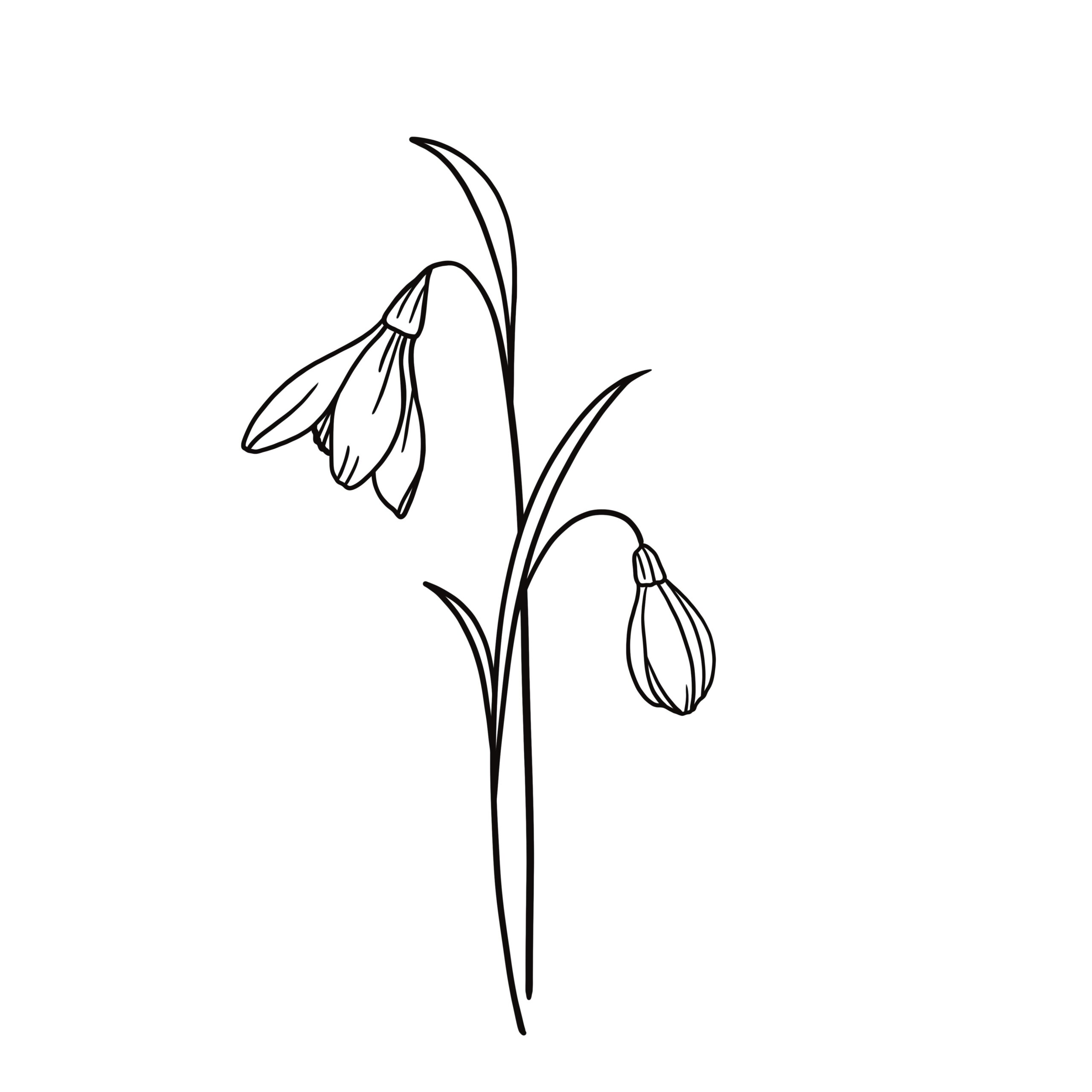 Snowdrop